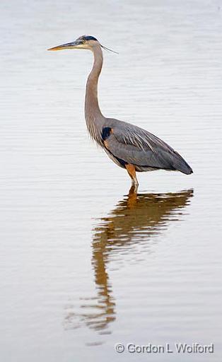 Great Blue Heron Posing_29476.jpg - (Ardea herodias)Photographed near Port Lavaca, Texas, USA.